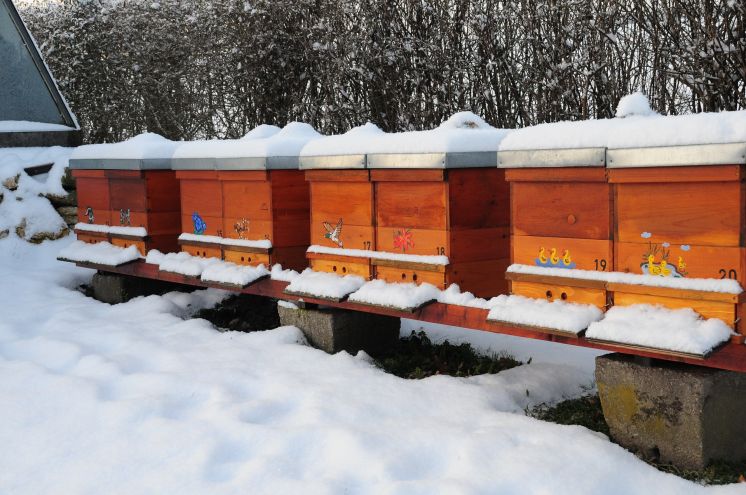 Jak pszczoły przygotowują się do zimy?