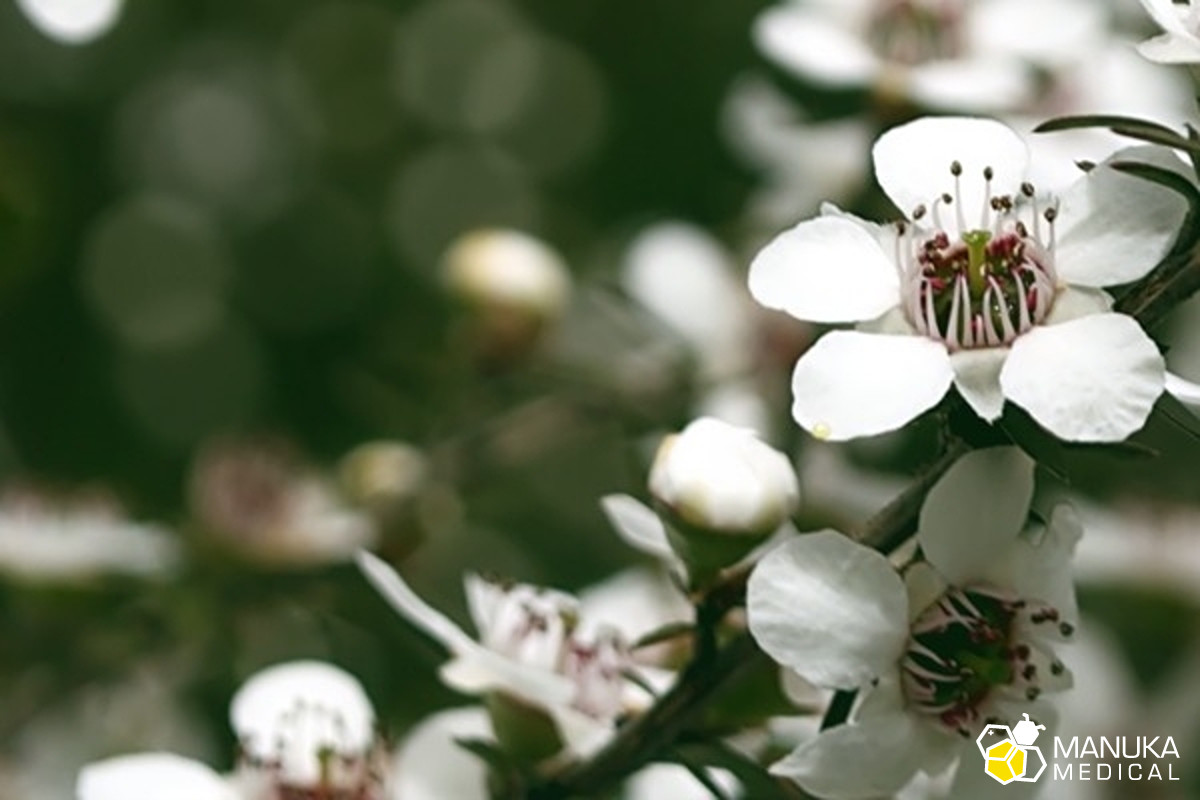 Miód manuka. Fakty i mity.