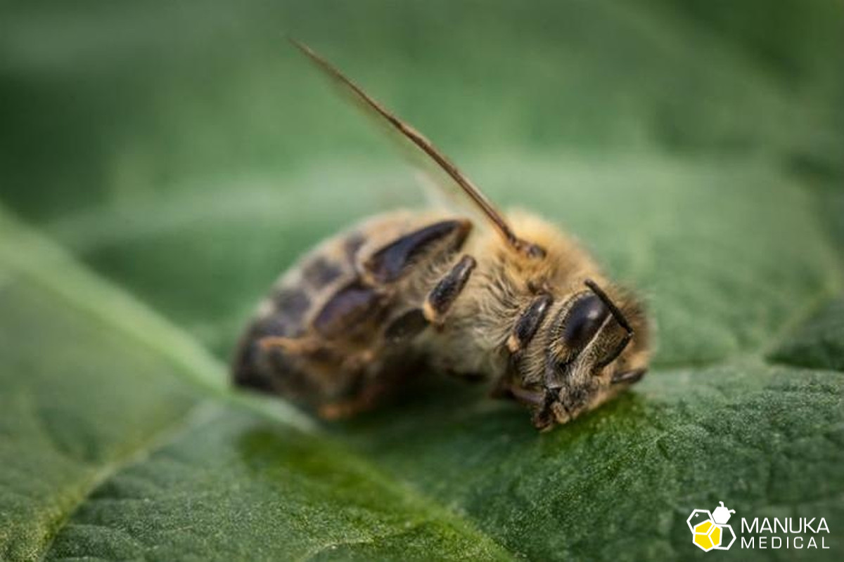 Współczesne wyzwania dla polskich pasiek. Choroby, pestycydy, susze i...kradzieże pszczół.