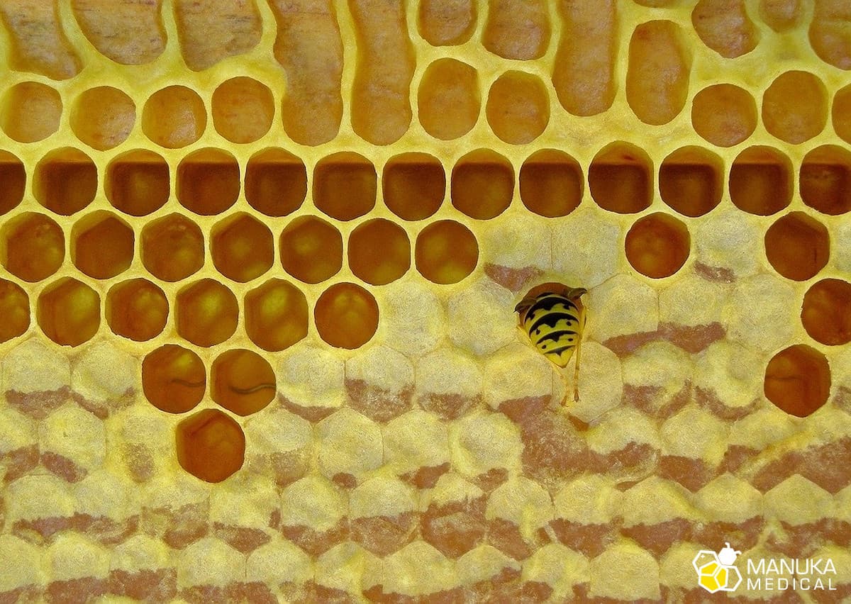 Mleczko pszczele – pokarm królowej