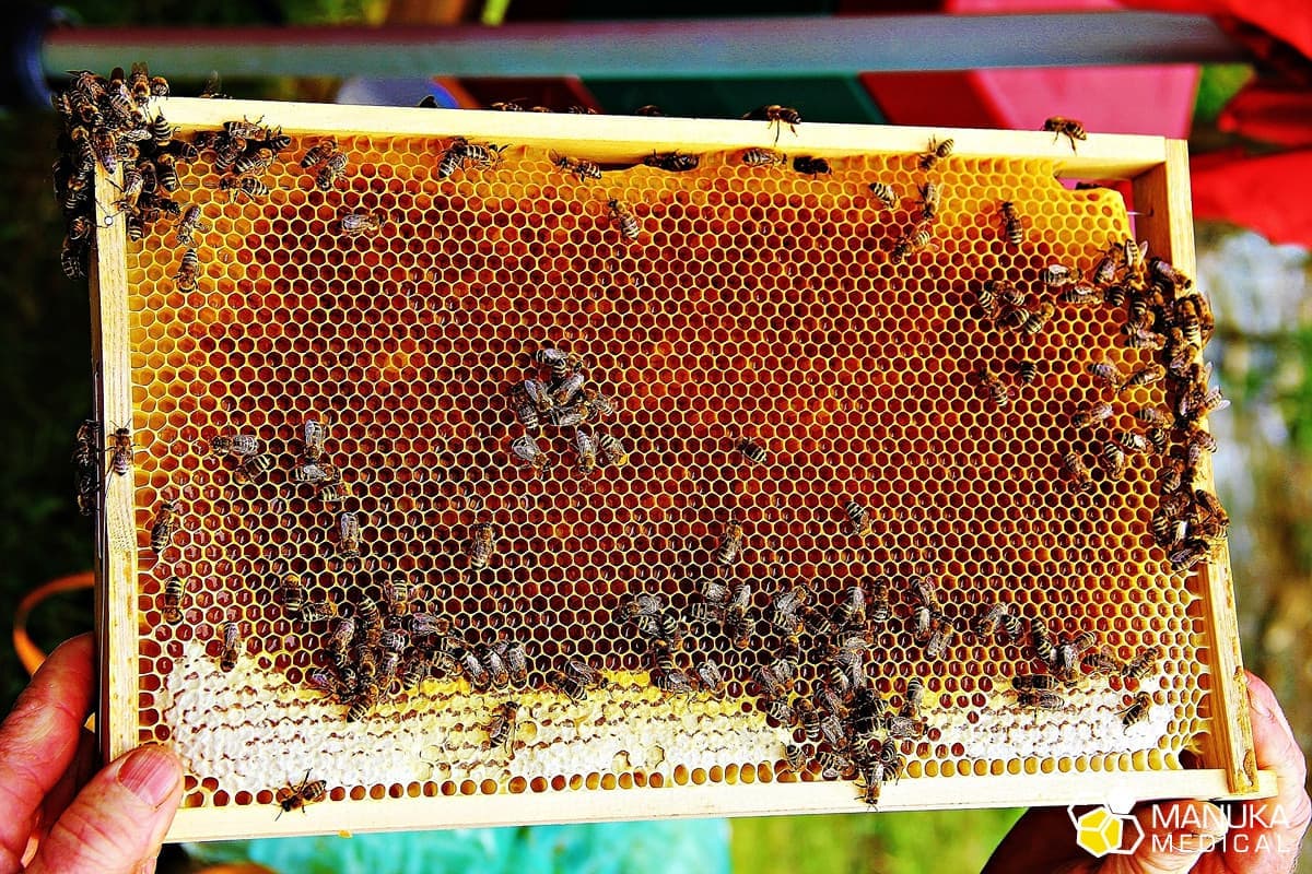 Pszczeli antybiotyk – propolis, kiedy po niego sięgnąć ?