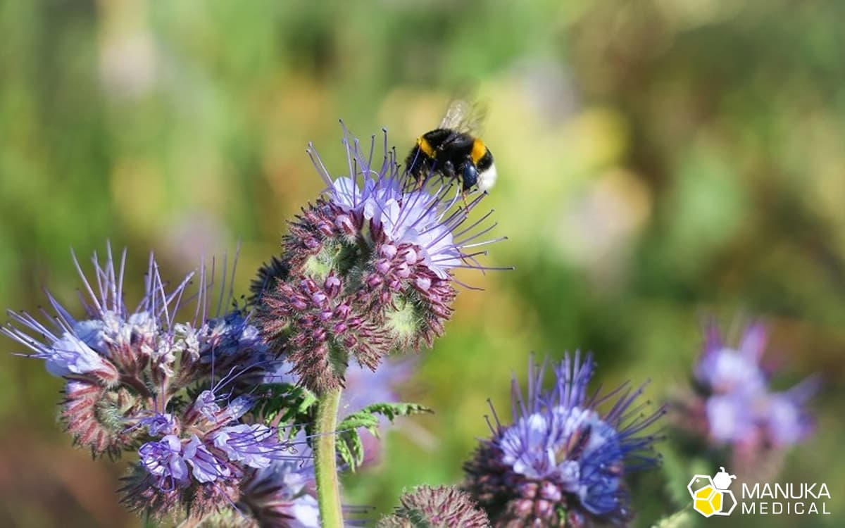 6 powodów dla których pszczoły są ważne dla środowiska