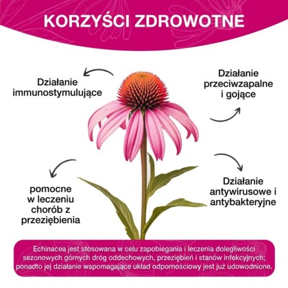 echinacea_forte_jeżówka_działanie_