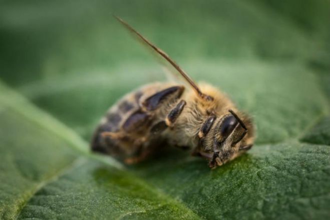 Współczesne wyzwania dla polskich pasiek. Choroby, pestycydy, susze i...kradzieże pszczół.