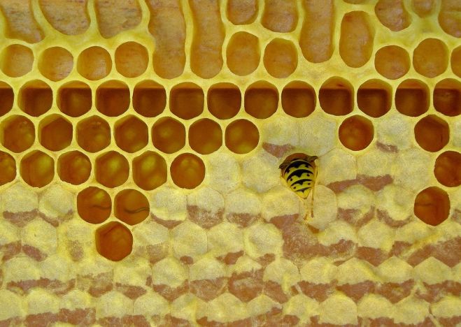 Mleczko pszczele – pokarm królowej