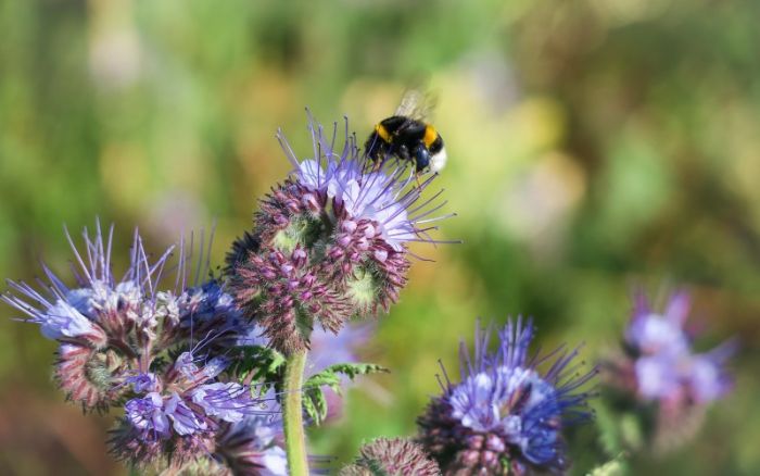 6 powodów dla których pszczoły są ważne dla środowiska